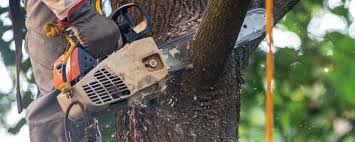 Best Arborist Consultation Services  in Fowler, CO