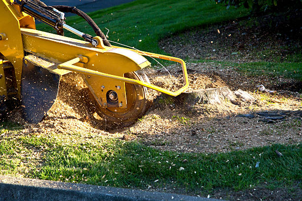 How Our Tree Care Process Works  in Fowler, CO