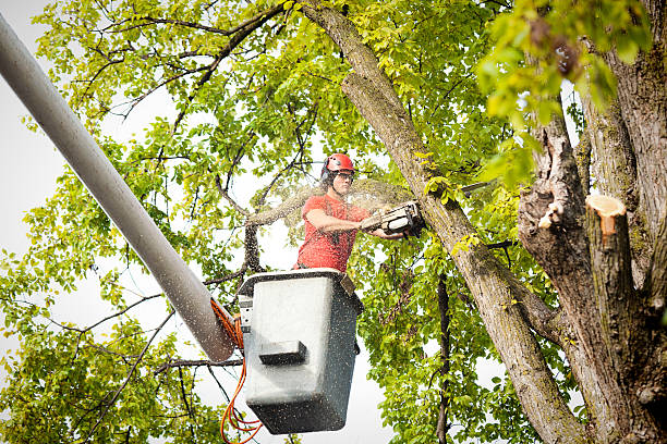 Best Hazardous Tree Removal  in Fowler, CO